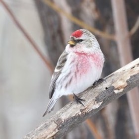 Common Redpoll (Acanthis flammea) — photo 2