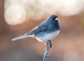 Dark-eyed Junco (Junco hyemalis) — photo 2