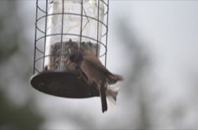 Dark-eyed Junco (Junco hyemalis) — photo 3
