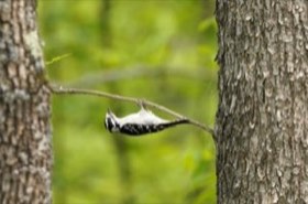 Downy Woodpecker (Dryobates pubescens) — photo 1