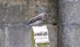 Eastern Bluebird (Sialia sialis) — photo 2