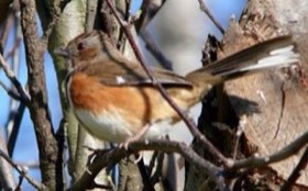 Eastern Towhee (Pipilo erythrophthalmus) — photo 1