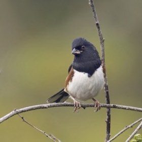 Eastern Towhee (Pipilo erythrophthalmus) — photo 2