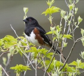 Eastern Towhee (Pipilo erythrophthalmus) — photo 3