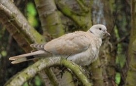Eurasian Collared-Dove (Streptopelia decaocto) — photo 1