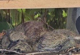 Eurasian Collared-Dove (Streptopelia decaocto) — photo 2