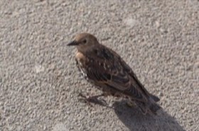 European Starling (Sturnus vulgaris) — photo 1