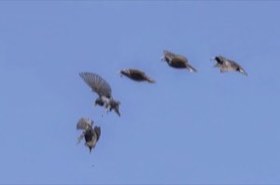 European Starling (Sturnus vulgaris) — photo 2