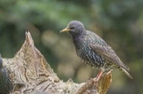 European Starling (Sturnus vulgaris) — photo 3