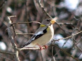 Evening Grosbeak (Coccothraustes vespertinus) — photo 1