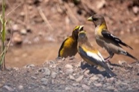 Evening Grosbeak (Coccothraustes vespertinus) — photo 2