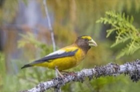 Evening Grosbeak (Coccothraustes vespertinus) — photo 3