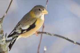 Evening Grosbeak (Coccothraustes vespertinus) — photo 4