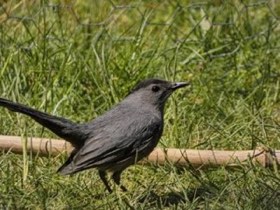 Gray Catbird (Dumetella carolinensis) — photo 2