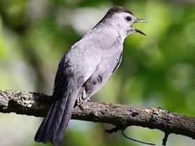 Gray Catbird (Dumetella carolinensis) — photo 3