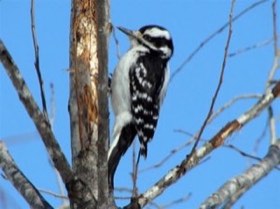 Hairy Woodpecker (Leuconotopicus villosus) — photo 1