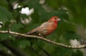House Finch (Haemorhous mexicanus) — photo 1