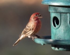 House Finch (Haemorhous mexicanus) — photo 2