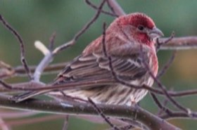 House Finch (Haemorhous mexicanus) — photo 3