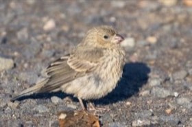 House Finch (Haemorhous mexicanus) — photo 4