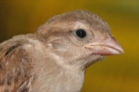 House Sparrow (Passer domesticus) — photo 1