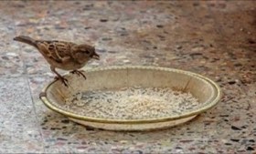 House Sparrow (Passer domesticus) — photo 2