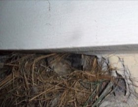 House Sparrow (Passer domesticus) — photo 4
