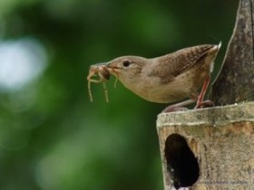 House Wren (Troglodytes aedon) — photo 1