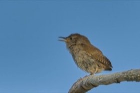 House Wren (Troglodytes aedon) — photo 2