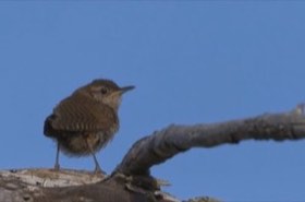 House Wren (Troglodytes aedon) — photo 3