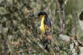 Lesser Goldfinch (Spinus psaltria) — photo 1