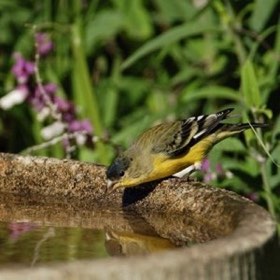 Lesser Goldfinch (Spinus psaltria) — photo 3