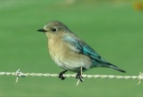 Mountain Bluebird (Sialia currucoides) — photo 1