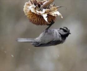 Mountain Chickadee (Poecile gambeli) — photo 4