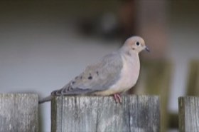 Mourning Dove (Zenaida macroura) — photo 3