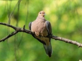 Mourning Dove (Zenaida macroura) — photo 4