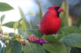 Northern Cardinal (Cardinalis cardinalis) — photo 3