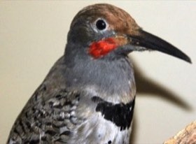 Northern Flicker (Colaptes auratus) — photo 1