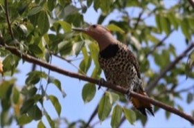 Northern Flicker (Colaptes auratus) — photo 2
