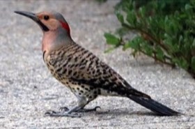 Northern Flicker (Colaptes auratus) — photo 3