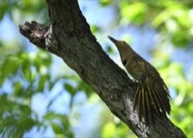 Northern Flicker (Colaptes auratus) — photo 4