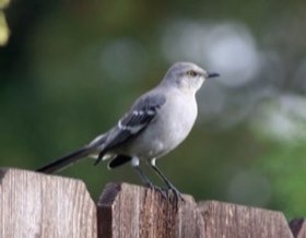 Northern Mockingbird (Mimus polyglottos) — photo 1