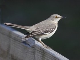 Northern Mockingbird (Mimus polyglottos) — photo 2
