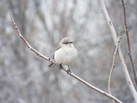Northern Mockingbird (Mimus polyglottos) — photo 3