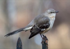 Northern Mockingbird (Mimus polyglottos) — photo 4