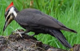 Pileated Woodpecker (Dryocopus pileatus) — photo 1