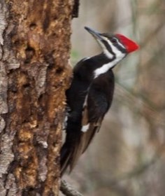 Pileated Woodpecker (Dryocopus pileatus) — photo 3