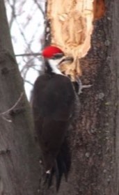 Pileated Woodpecker (Dryocopus pileatus) — photo 4