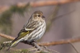 Pine Siskin (Spinus pinus) — photo 1