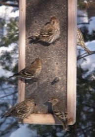 Pine Siskin (Spinus pinus) — photo 2